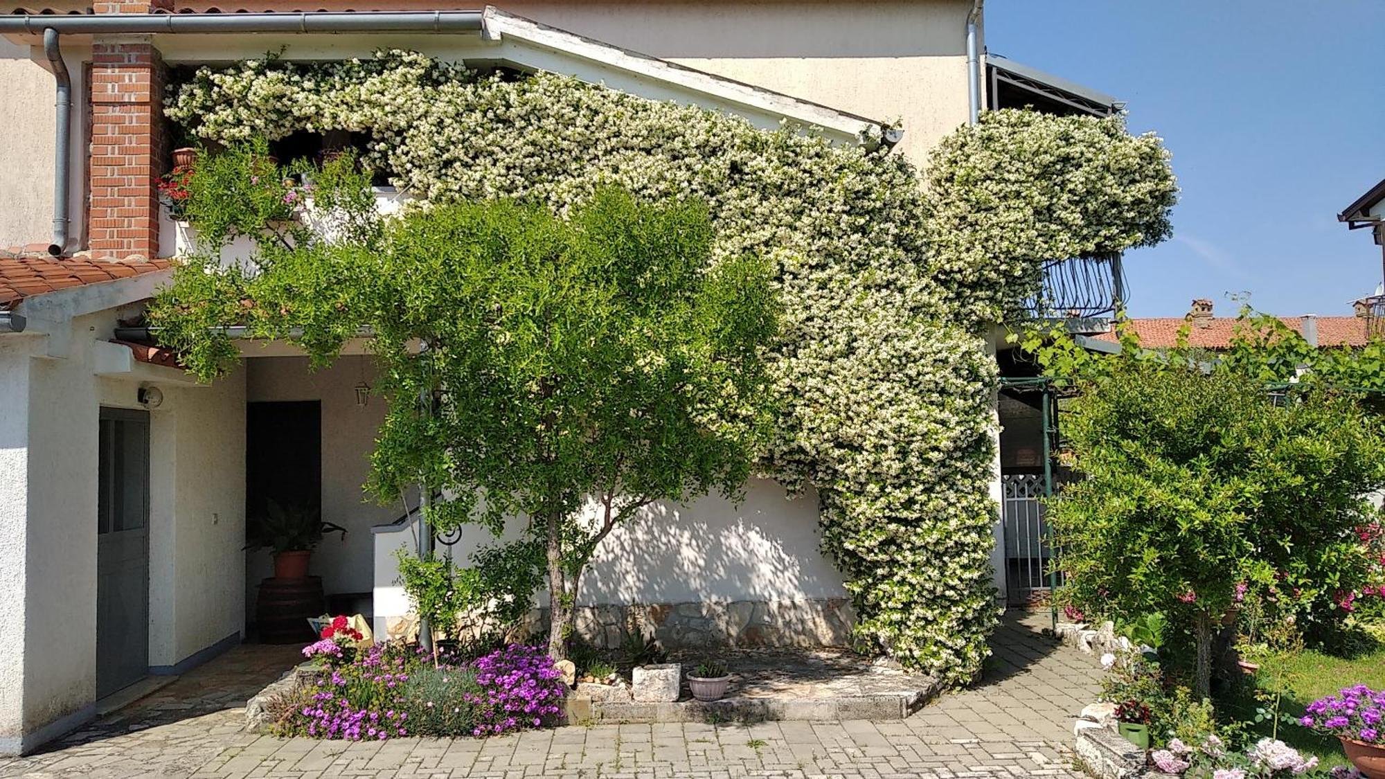 Apartment Sasa Bozac Poreč Exterior foto